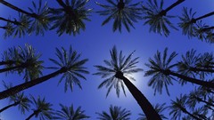 Trees sun California palm trees blue skies worms eye view