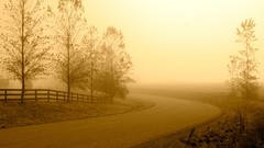 Trees sun morning roads country road