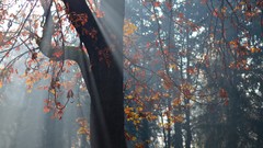 Trees sun rays forests