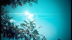 Trees sun the sky skies