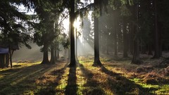 Trees sunlight forests the sun comes