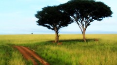 Trees trippy light painting