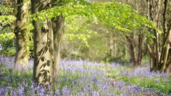Trees United Kingdom Wildflowers bluebells forests blue flowers 