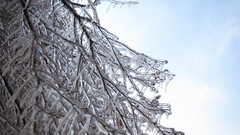 Trees winter cold ice iran Amin Peyrovi