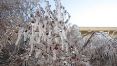 Trees winter cold ice iran Amin Peyrovi cresset