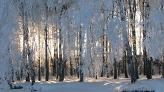 Trees winter Kalyazin
