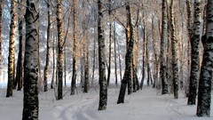 Trees winter Kalyazin