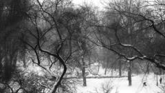 Trees winter snowland