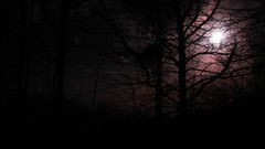 Trees winter sun dark Greece Bolos