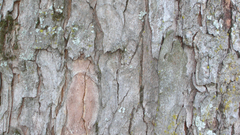 Trees Wood bark nature