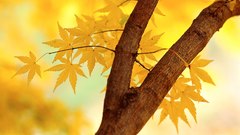 Trees yellow leaves branches