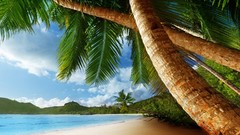 Tropical Tropical Island