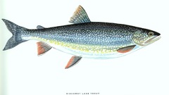 Trout fish