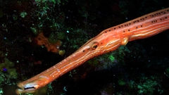 Trumpet fish trumpetfish underwater