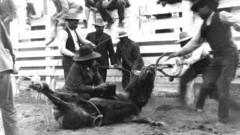 Tule elk rounding Up