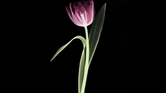 Tulip flower