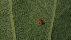 Tulip tree liriodendron tulipifera