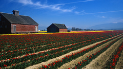 Tulips farms Landscapes flower