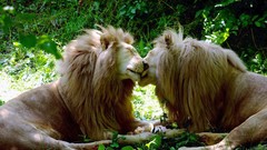 Tulips Lions brother Gay