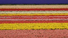 Tulips Netherlands farms