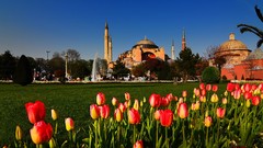 Tulips Turkey Istanbul cities cityscapes mosques Hagia Sophia