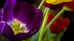 Tulips voice widescreen flower