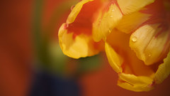 Tulips yellow flowers