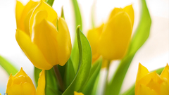 Tulips yellow flowers Flowers