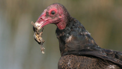 Turkey vulture first Year