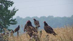 Turkey vultures high World