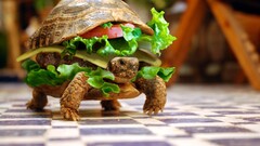 turtle Animals burgers sandwiches hamburgers Photo manipulation