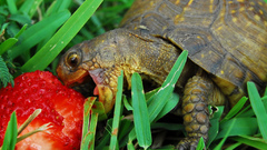 Turtle strawberry serious You are eating oard