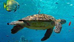 Turtle turtles Sea Animals