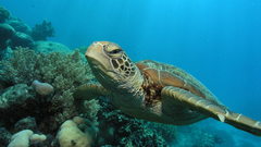 Turtles aquatic underwater sealife