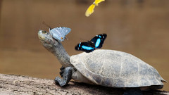 Turtles Reptiles Butterflies