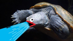 Turtles Shoop Da Whoop