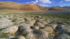 Tussocks of permafrost ladakh