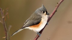Twig Birds Tufted titmouse