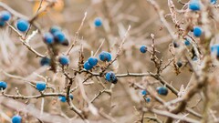 twigs nature Berries depth of field macro Plants