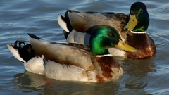 Two mallards Birds bird
