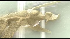 Typec appear btw Haven