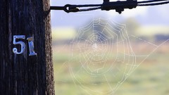 Typography spider webs