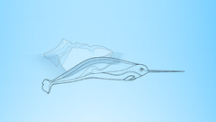 Ubuntu fish Narwhal natty