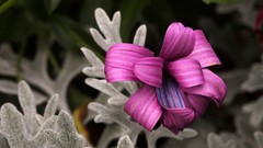 Ubuntu GNU/Linux Ubuntu 10.04 Lucid Lynx