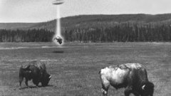 UFO bison