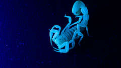 Ultraviolet scorpions scorpion