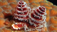 Undersea Tree Worms