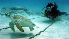 Underwater cape verde turtles