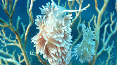 Underwater coral reef