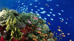 Underwater coral reef
